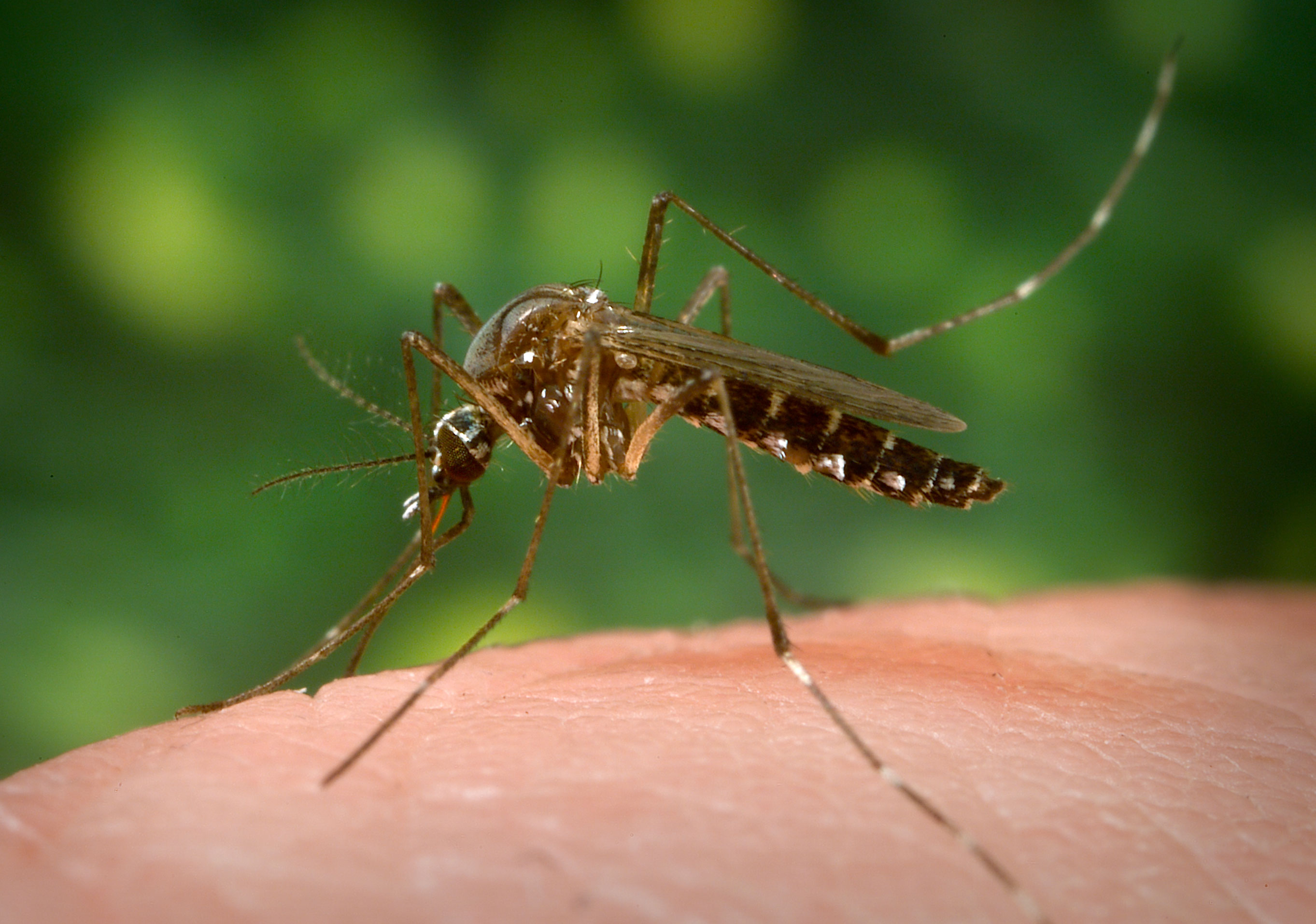 Mosquito on skin - National Institutes of Health